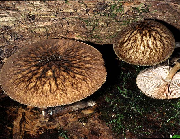 pluteus_umbrosus_schwarzflockiger_dachpilz.jpg