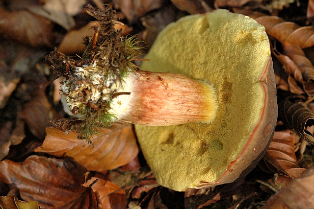 Xerocomellus_pruinatus_-_Lindsey_1b.jpg