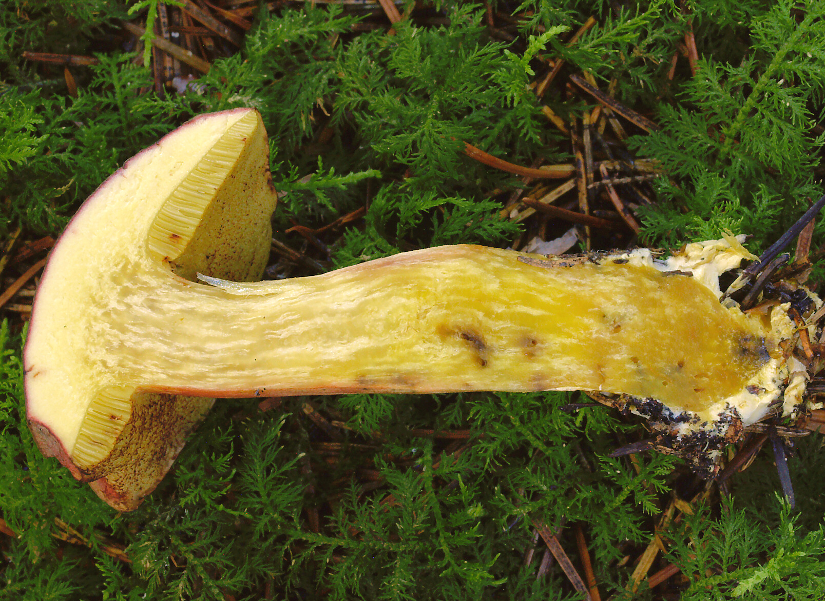 2007-07-14_Xerocomellus_pruinatus_2.jpg