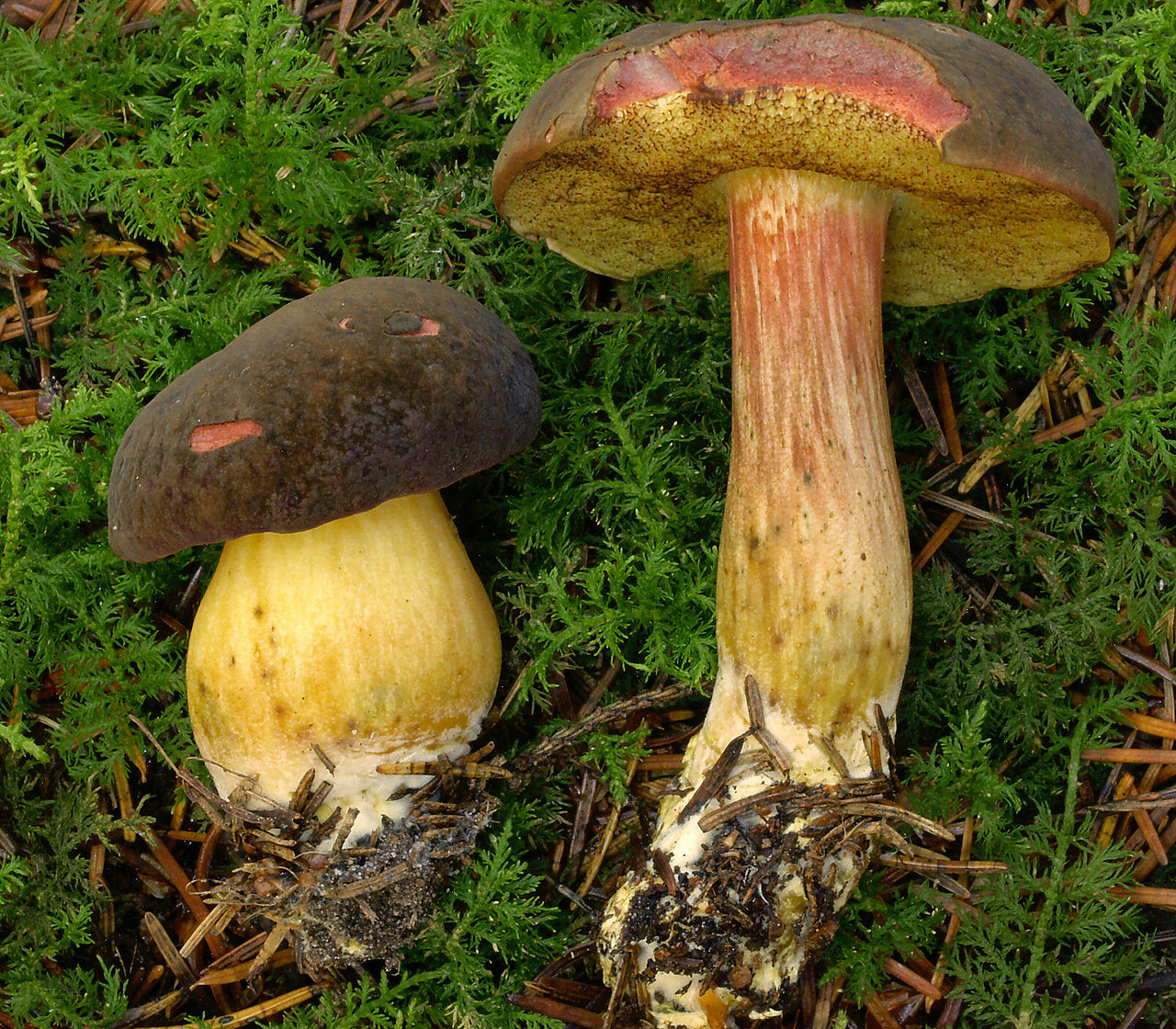 2007-07-14_Xerocomellus_pruinatus_1.jpg