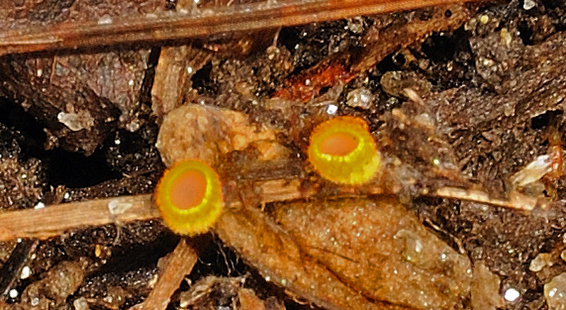 Arachnopeziza_aurelia_ho_md_20110404_orr_01.jpg