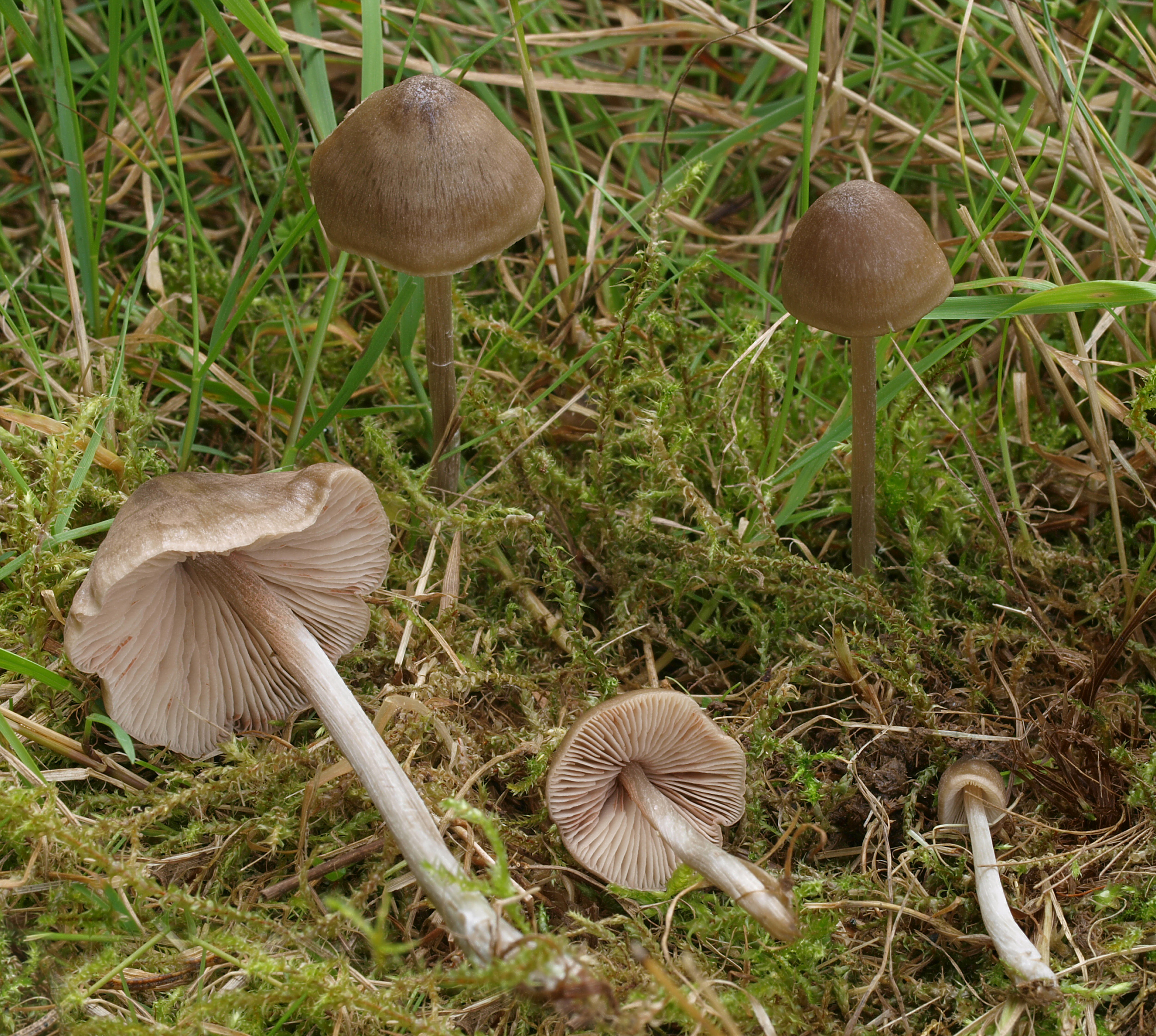 2010-08-11_Entoloma_conferendum_1.jpg