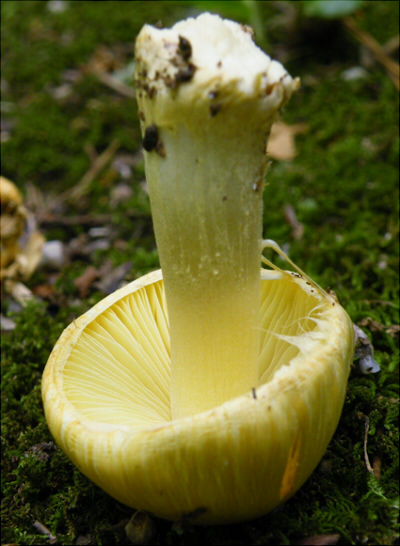 i_sphaerospora_004.jpg