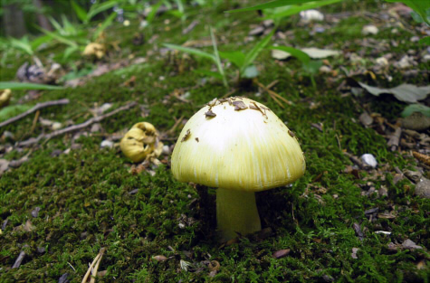 i_sphaerospora_002.jpg