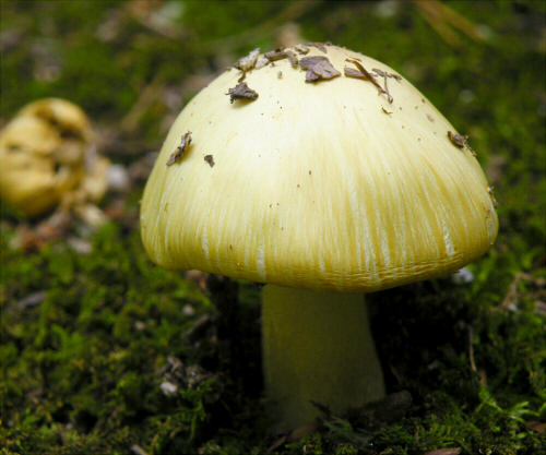 i_sphaerospora_003.jpg