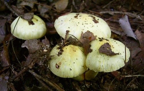 i_sphaerospora_001.jpg