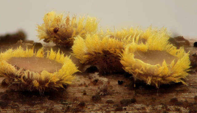 Belonidium_sulphureum,I_MWS110944.jpg