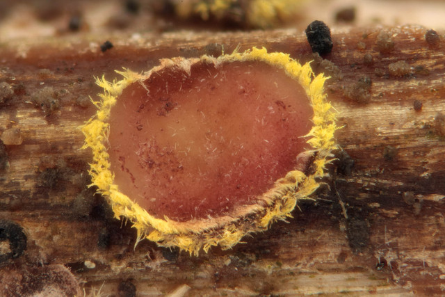 Belonidium_sulphureum,I_MWS110946.jpg