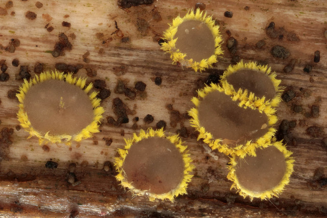 Belonidium_sulphureum,I_MWS110942.jpg