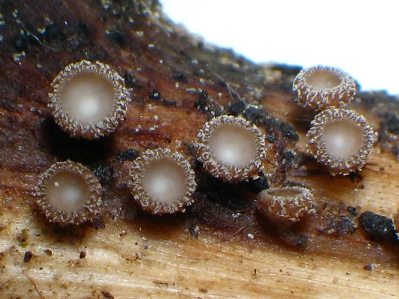 Brunnipila-clandestina_01.jpg
