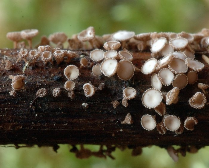 Brunnipila-clandestina_05.jpg