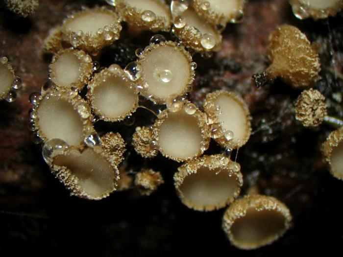 Brunnipila-clandestina_03.jpg
