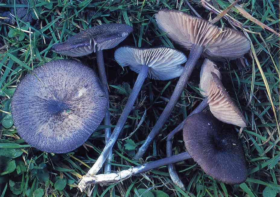 Entoloma corvinum.jpg