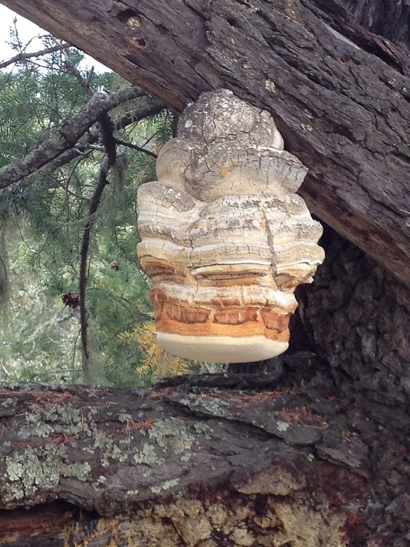 Fomitopsis_officinalis_483579.jpg