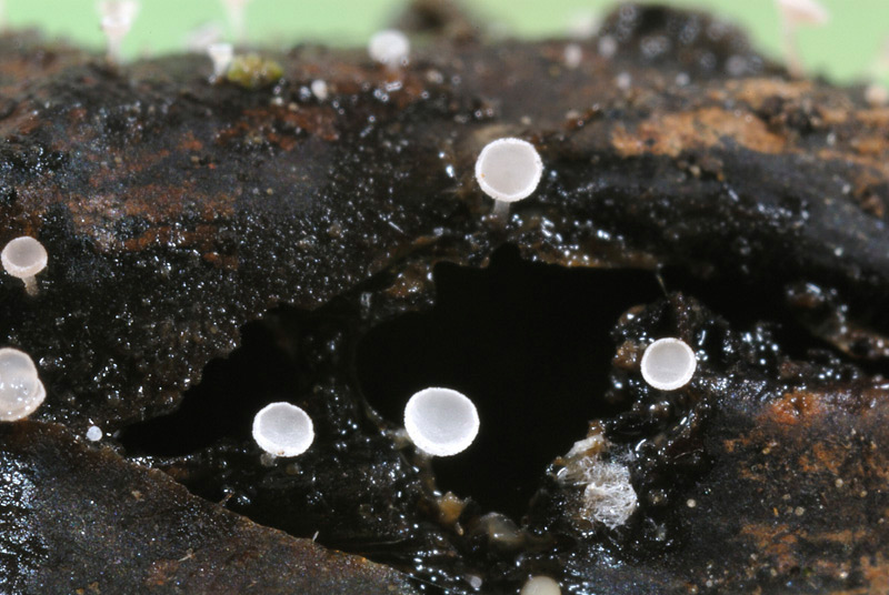 Gemmina_gemmarum_13.jpg