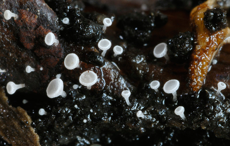 Gemmina_gemmarum_10.jpg