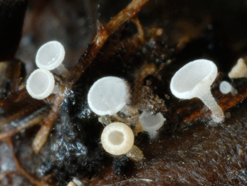 Gemmina_gemmarum_09.jpg