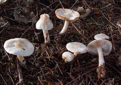 Inocybe_whitei.JPG