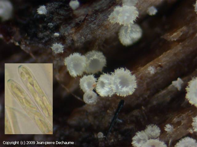 Hyaloscypha_leuconica_2009_jd_1.jpg