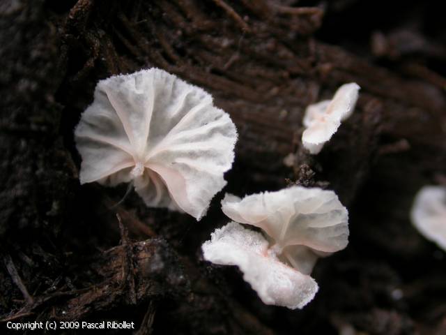 Entoloma_depluens_2009_pr_1.jpg