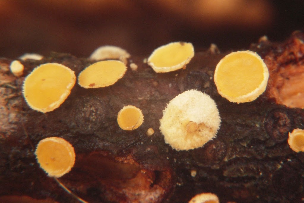 4638-Lachnellula_calyciformis_3343.JPG