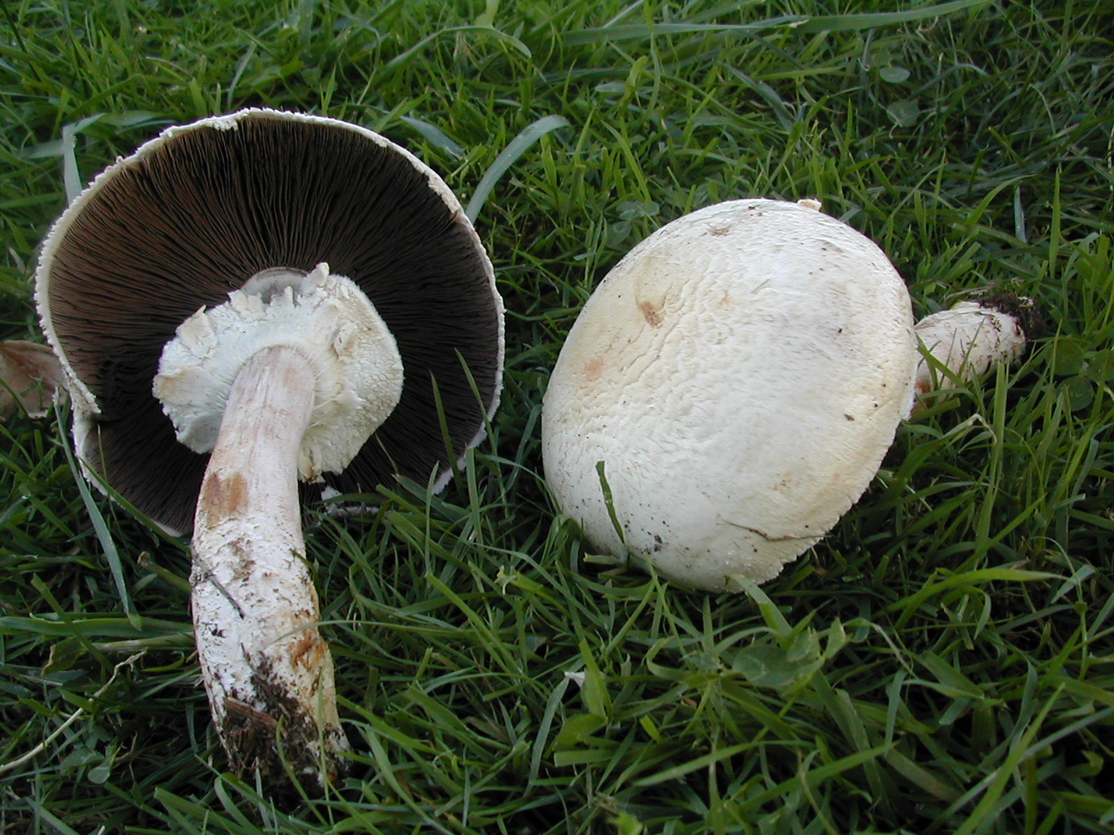 Agaricus excellens.jpg