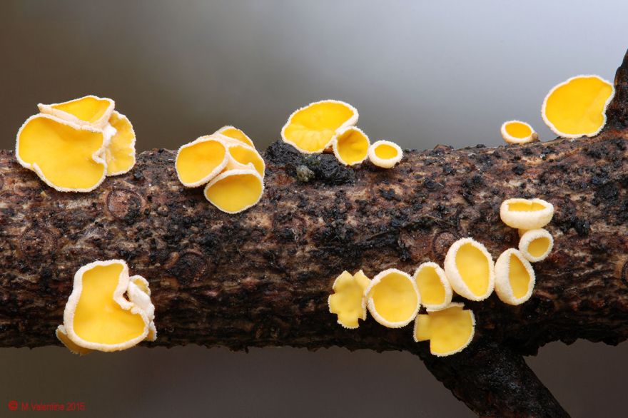 04_Conifer_Disco_-_Lachnellula_subtilissima1.jpg