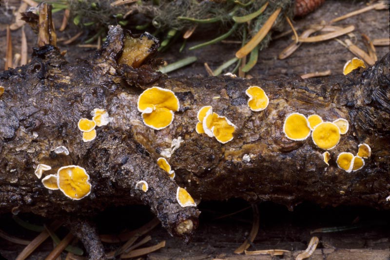 Lachnellula suecica 1 Steve Trudell.jpg