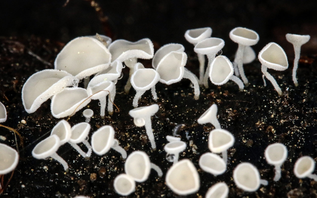 Lachnum_virgineum_MGW1577a.jpg