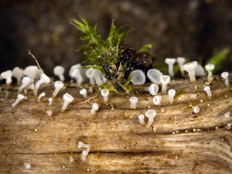 Lachnum_virgineum_mgw-01.jpg