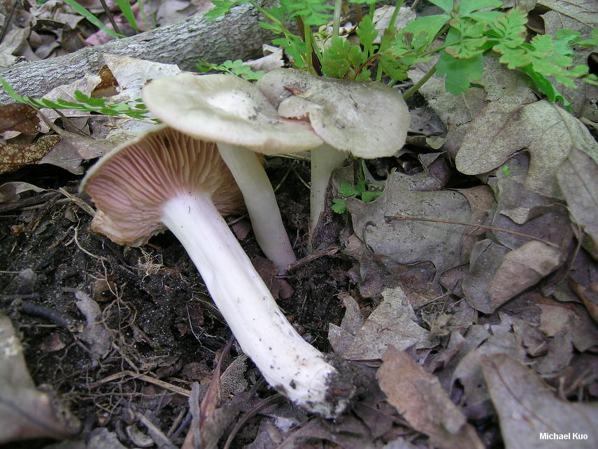 entoloma_griseum_01.jpg