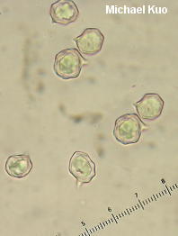 entoloma_griseum_04_thumb.jpg