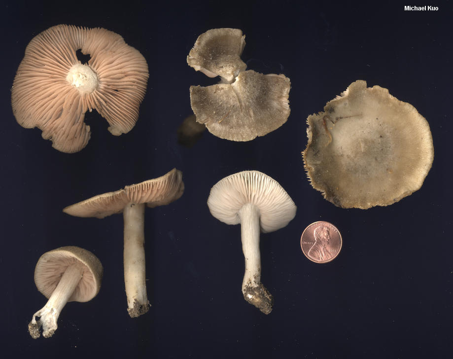 entoloma_griseum_02.jpg