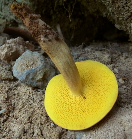 t_parvulus_002.jpg