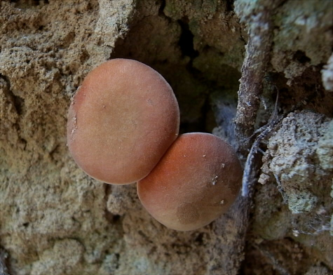 t_parvulus_003.jpg