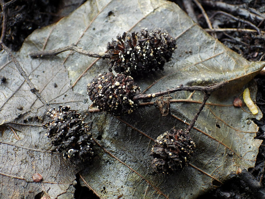 pezizella alniella 1.jpg