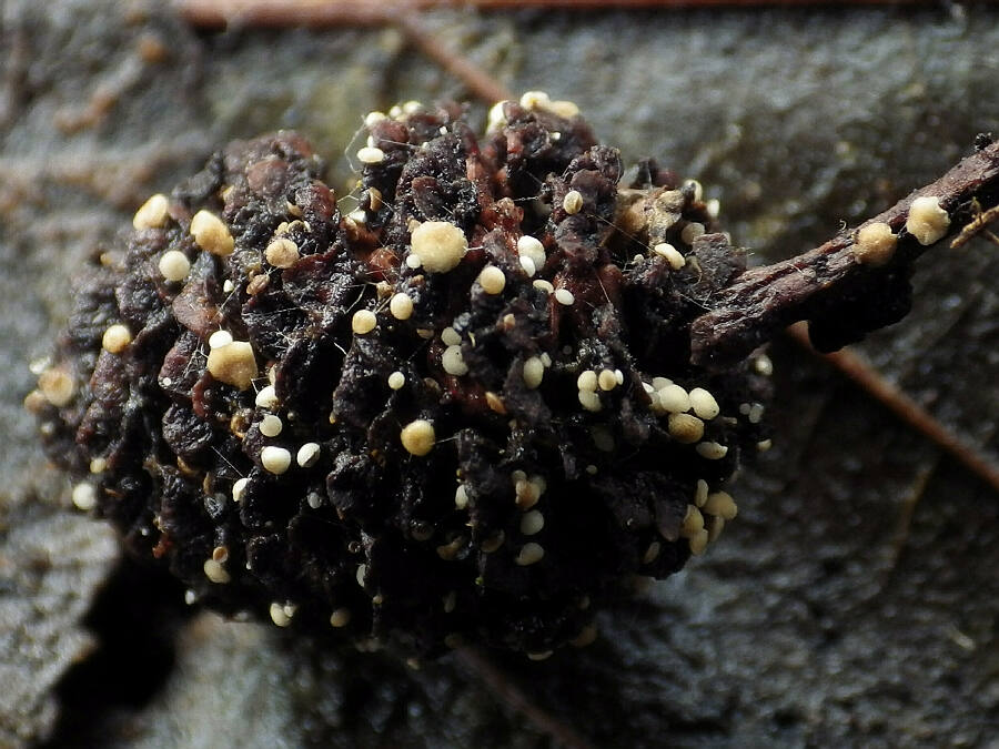 pezizella alniella 3.jpg