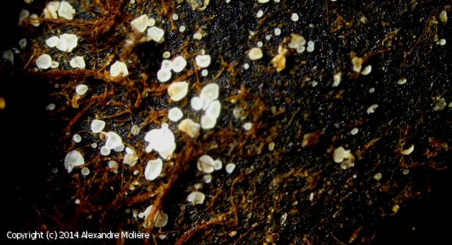 Psilachnum_chrysostigmum_2014_am_3.jpg