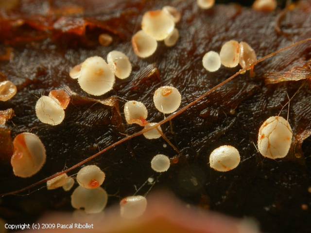 Psilachnum_chrysostigmum_2009_pr_1.jpg