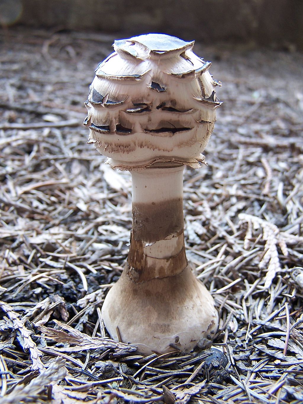 Lepiota_hortensis.jpg