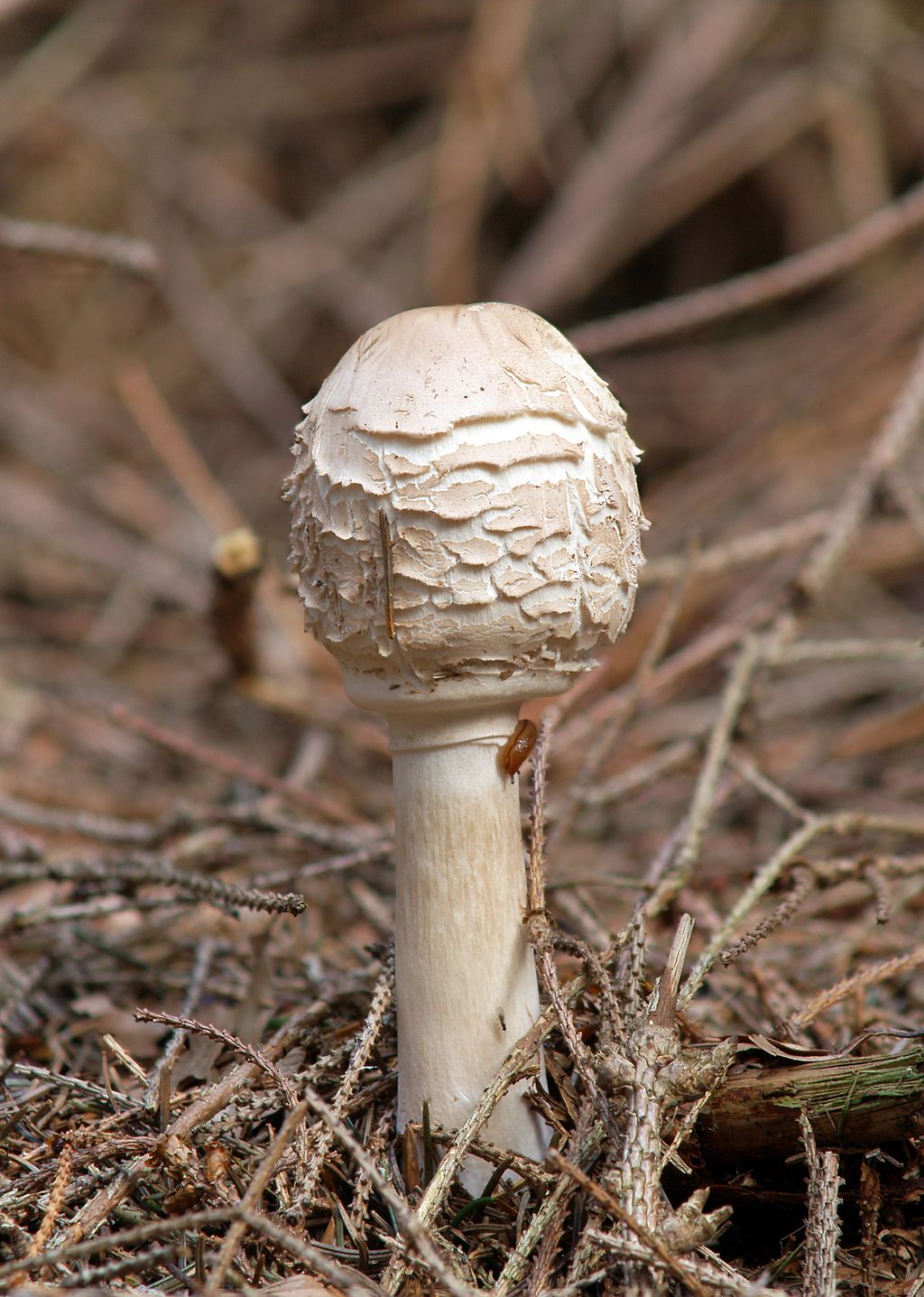 Chlorophyllum_rhacodes_LC0093.jpg