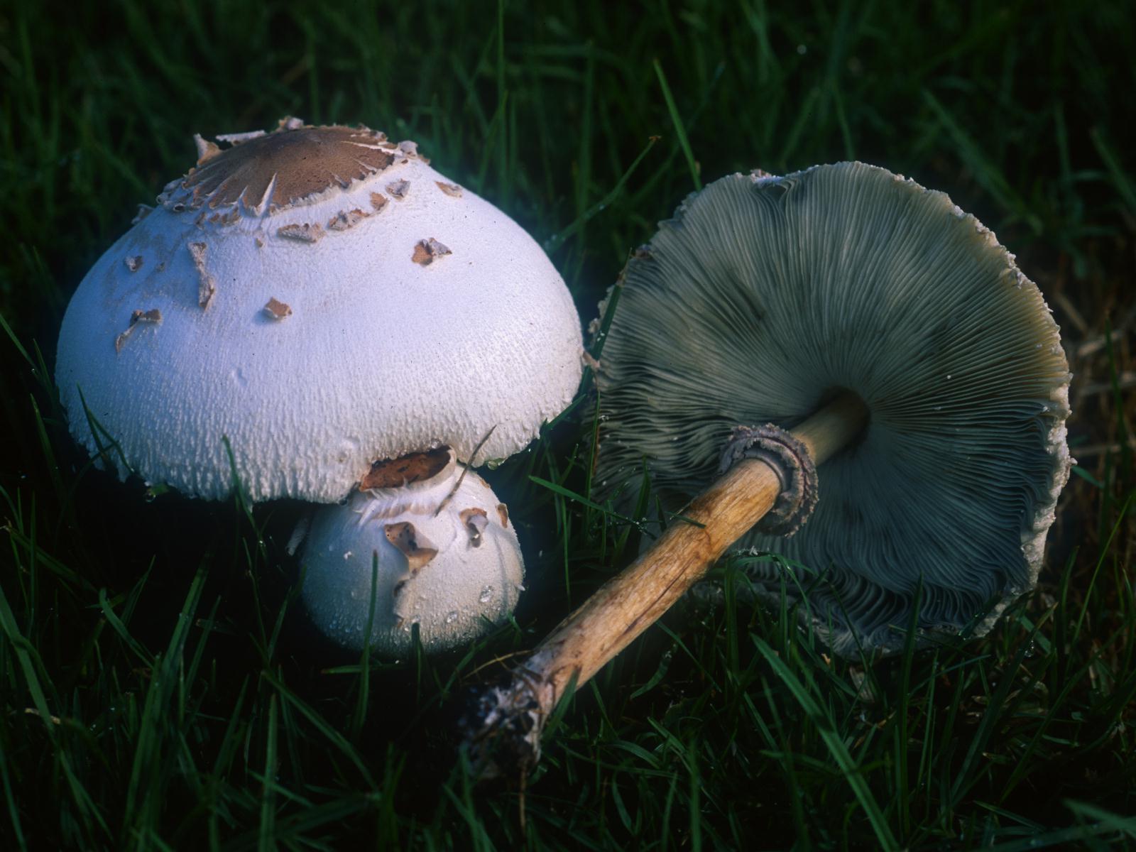 Chlorophyllum_molybdites.jpg