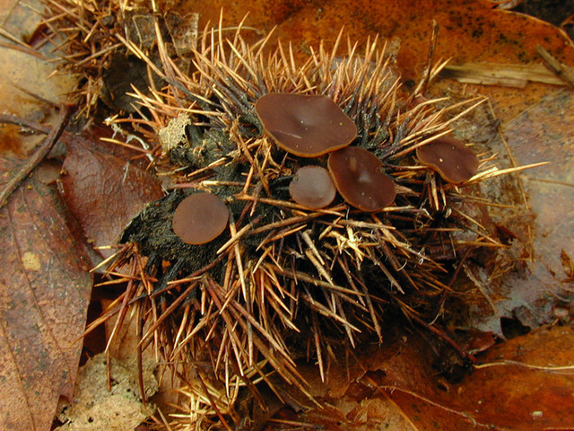 Lanzia_echinophila,I_MWS22820.jpg