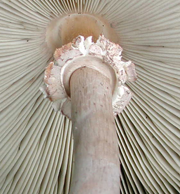 green_gill_mushroom_ho_md_solem03.jpg