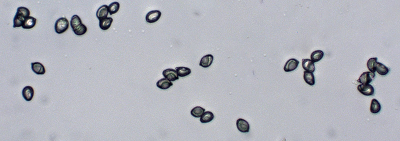 green_gill_mushroom_ho_md_solem05.jpg