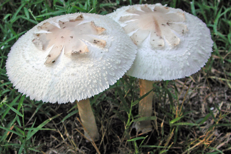 green_gill_mushroom_ho_md_solem01.jpg