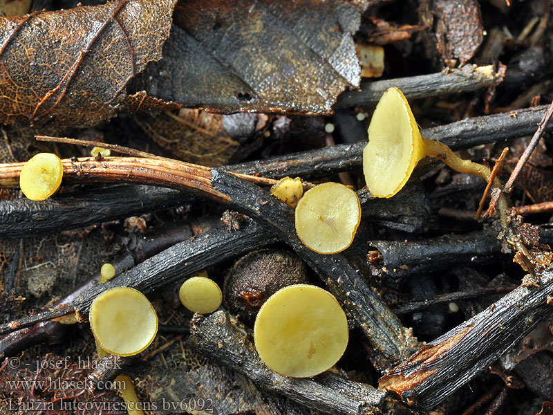 lanzia_luteovirescens_bv6092.jpg
