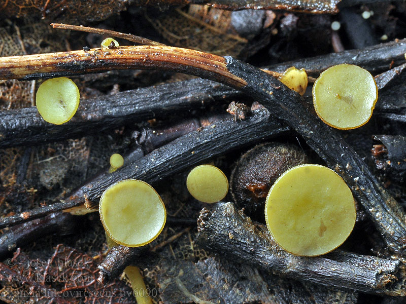 lanzia_luteovirescens_bv6090.jpg