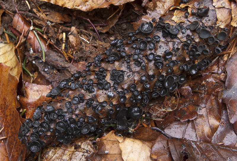 Rutstroemia bulgaroides.jpg