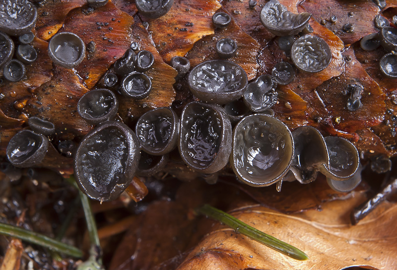 Rutstroemia bulgaroides2.jpg